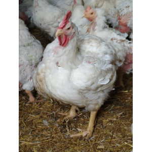 Poules prêt à cuire de 3.5 à 3.8kg