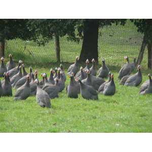 Pintades prêt à cuire de 1.5 à 1.8kg