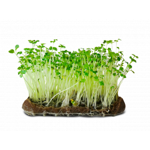 Micropousse de moutarde blanche (poivrée)