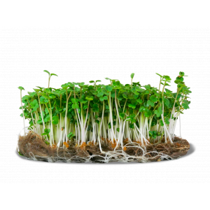 Micropousse de radis daïkon (poivrée)