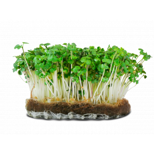 Micropousse de roquette (herbacée)