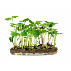 Micropousse de tournesol (herbacée)