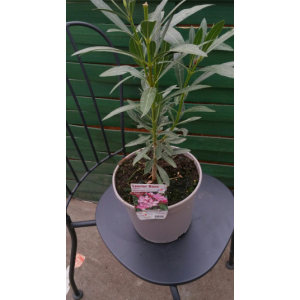 Laurier rose nerium oleander