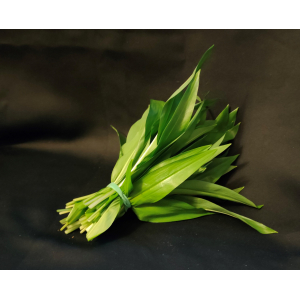 Bouquet d'ail des ours