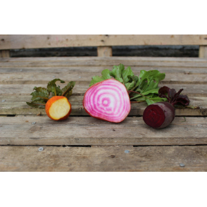 Betteraves assorties (chioggia-rouge-blanche)