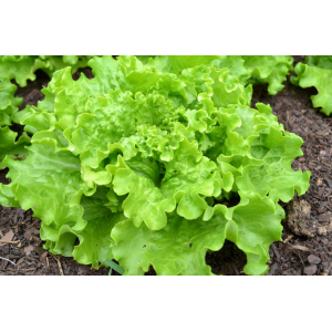 Laitue/batavia/feuille de chêne selon dispo