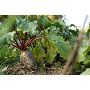Betterave rouge