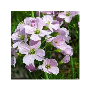 Cardamine g'lée florale