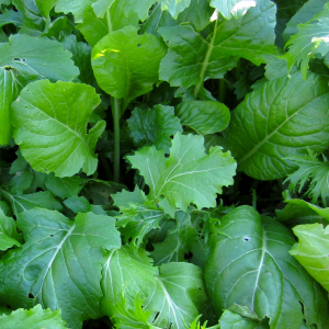 Condimentaire/mesclun