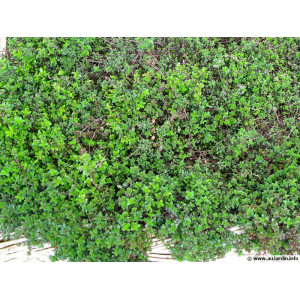 Thym serpolet - bouquet