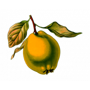 Coing conf fruits entiers