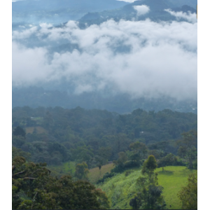 Kaffa ethiopia moulu