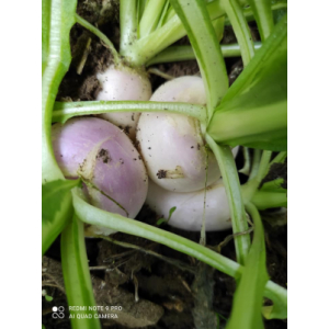 Navets nouveaux en botte