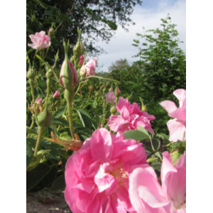 Plant de rosier de damas