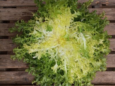 Chicorée frisée