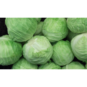 Chou vert/blanc lisse