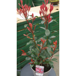 Photinia red robin