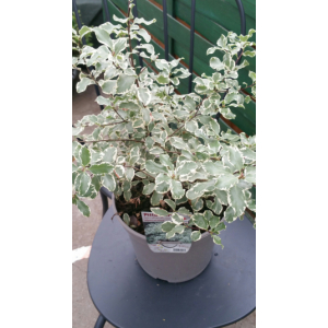 Pittosporum tenuifolium variegatum