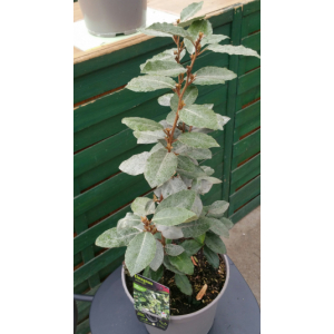 Eleagnus ebbengei chalef