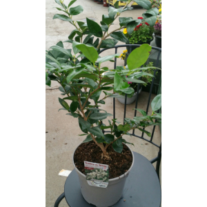 Troëne de californie ligustrum ovalifolium