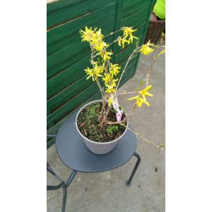 Forsythia