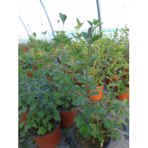 Vivace sauge gregii saumon