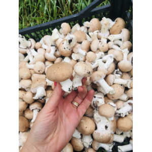 Champignons bio bruns de paris