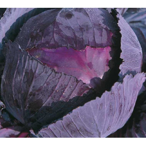 Chou rouge