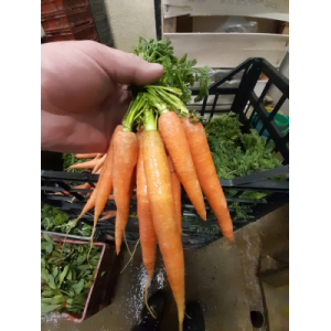Carottes fanes