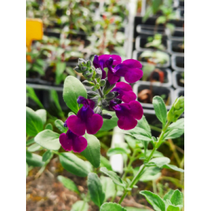 Sauge vilolette de loire