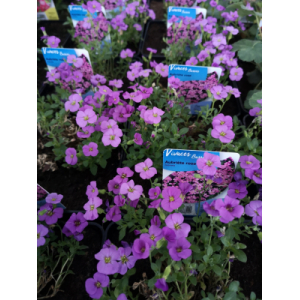 Aubriète rose en pot de 3l