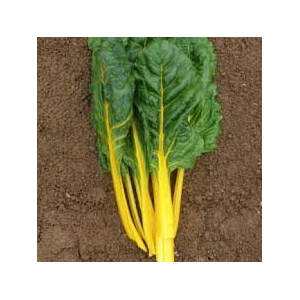 Blette couleur jaune