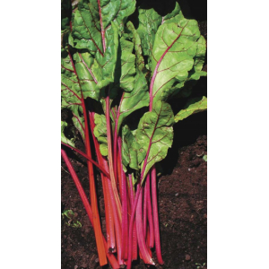 Blette rouge