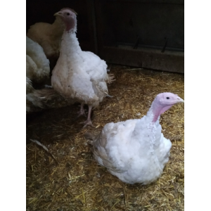 Découpe de dinde -lot de 4 cuisses env.6kg