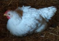 Découpe de poulet - 1 colis d'environ 3kg