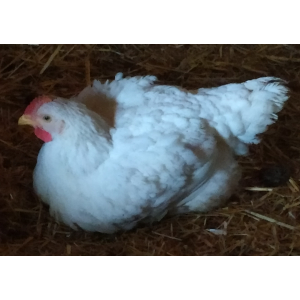 Découpe de poulet - lot de filets env. 2kg