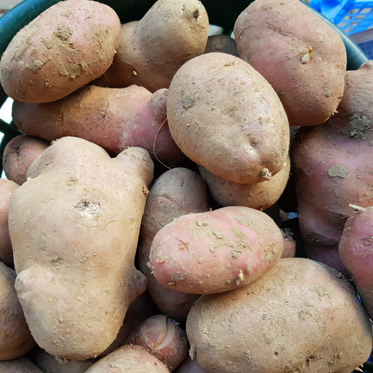 Pomme de terre désirée 2 formats Ferme Obrecht Locavor.fr