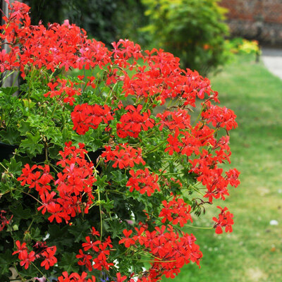 Geranium roi des balcons imperial