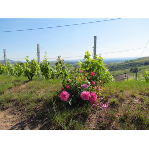 Beaujolais rose 2022