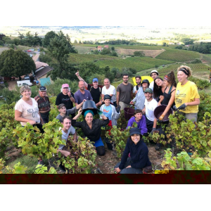 Beaujolais blanc 2023