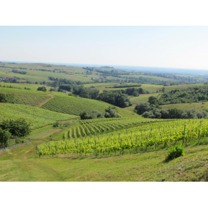 Vieilles vignes 2022 médaille d'or