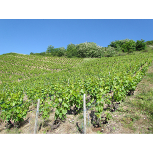 Terroir chenevert 2019 médaille d'or