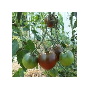 Plant de tomate noire de crimée