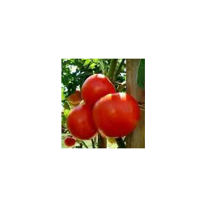 Plant de tomate merveille des marchés