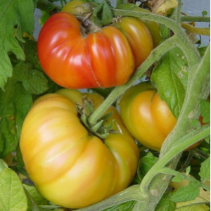 Plant de tomate ananas