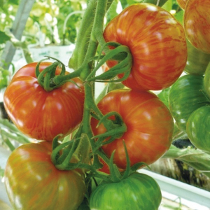 Plant de tomate tirouge f1