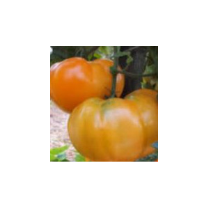 Plant de tomate leeloo f1