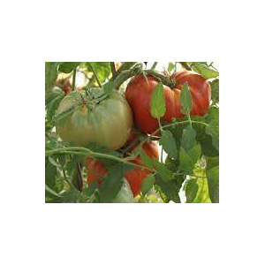 Plant de tomate russe