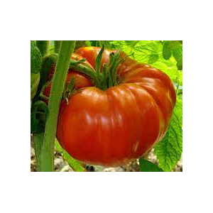 Plant de tomate supersteack