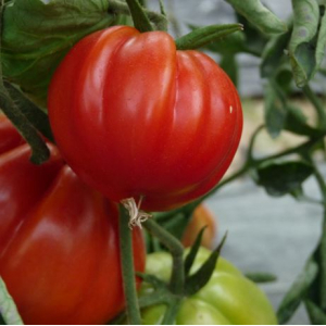 Plant tomate cœur de bœuf